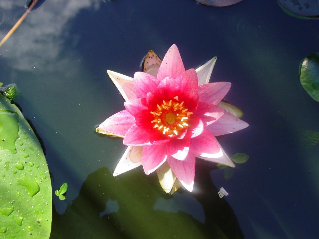 Rood roze waterlelie, Ophalen