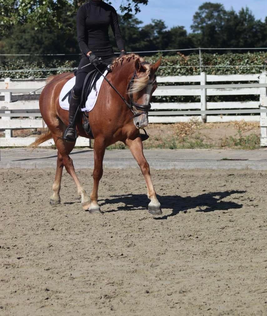 Lieve d-pony te koop, Dieren en Toebehoren, Pony's, Merrie, B, 3 tot 6 jaar
