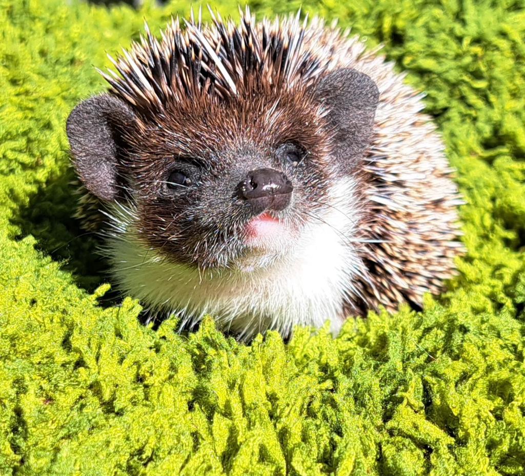 Witbuikegel/Algerijnse Egel/Algerian Hedgehog/Egel, Juni, Vrouwelijk