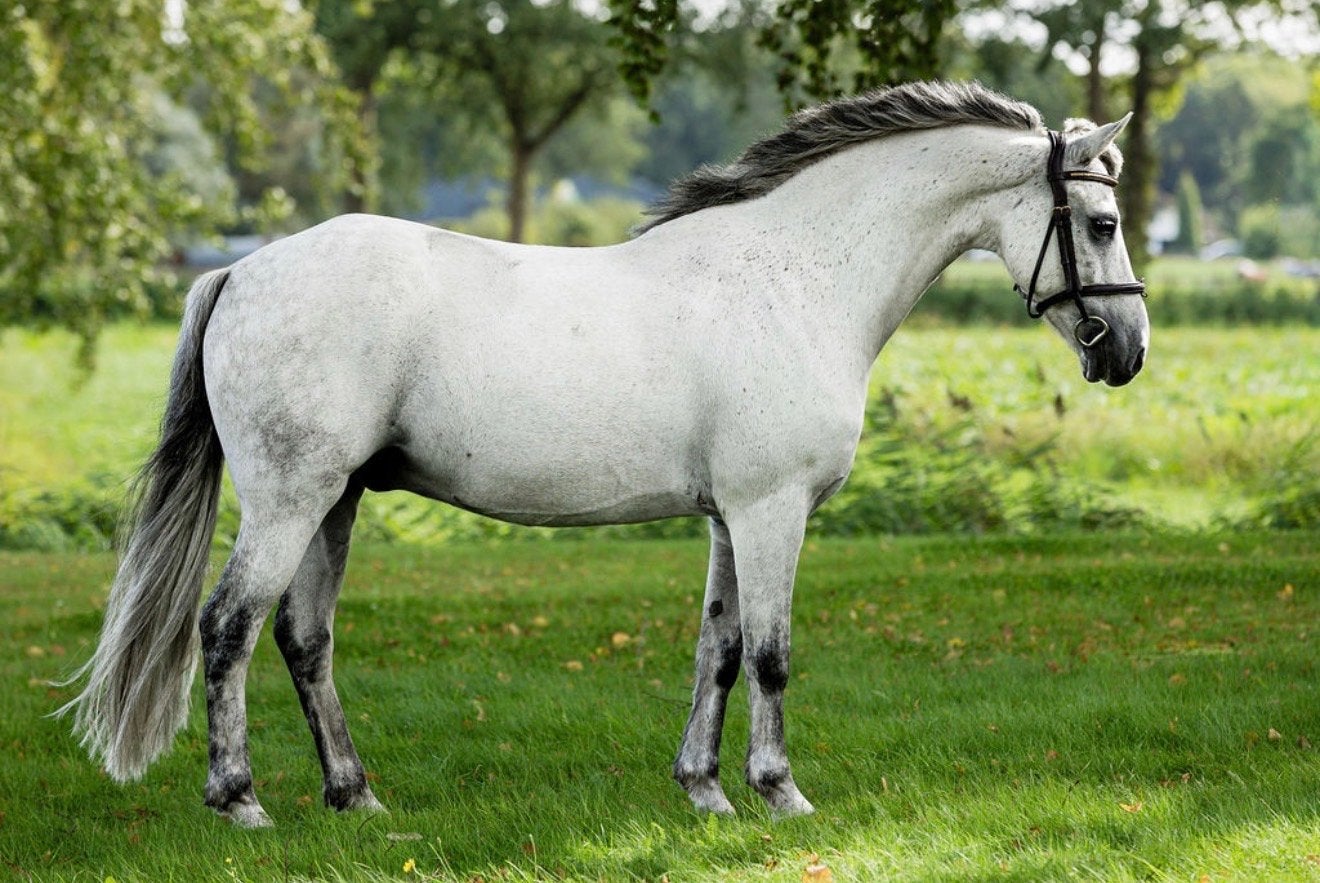 C pony, Dieren en Toebehoren, Met stamboom, Ruin, Springpony, 11 jaar of ouder
