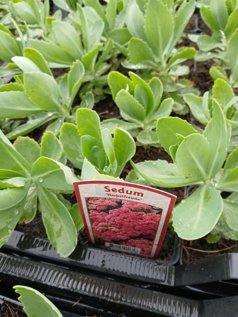 Sedum 'Herbstfreude' - Vaste plant voor volle zon, Ophalen of Verzenden, Overige soorten, Volle zon