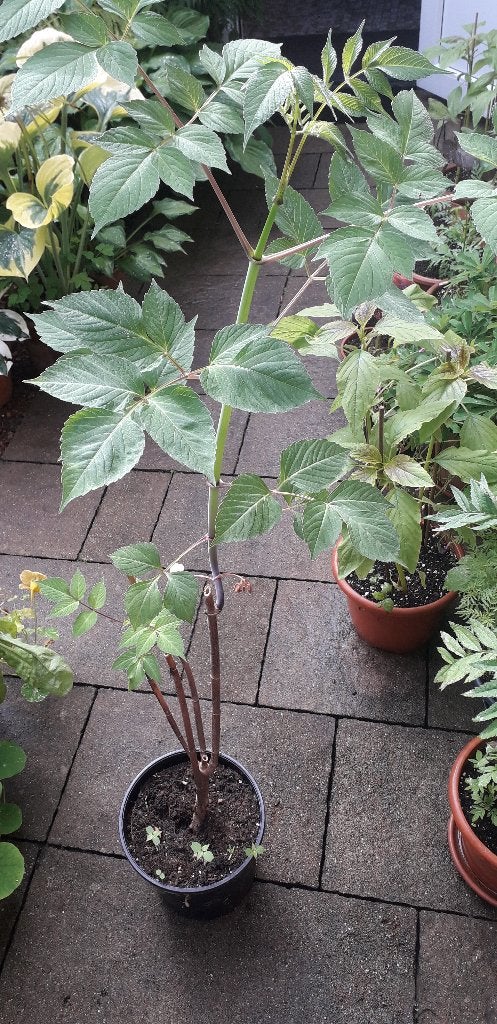 Dahlia imperialis, boomdahlia, Ophalen, Overige soorten, Volle zon