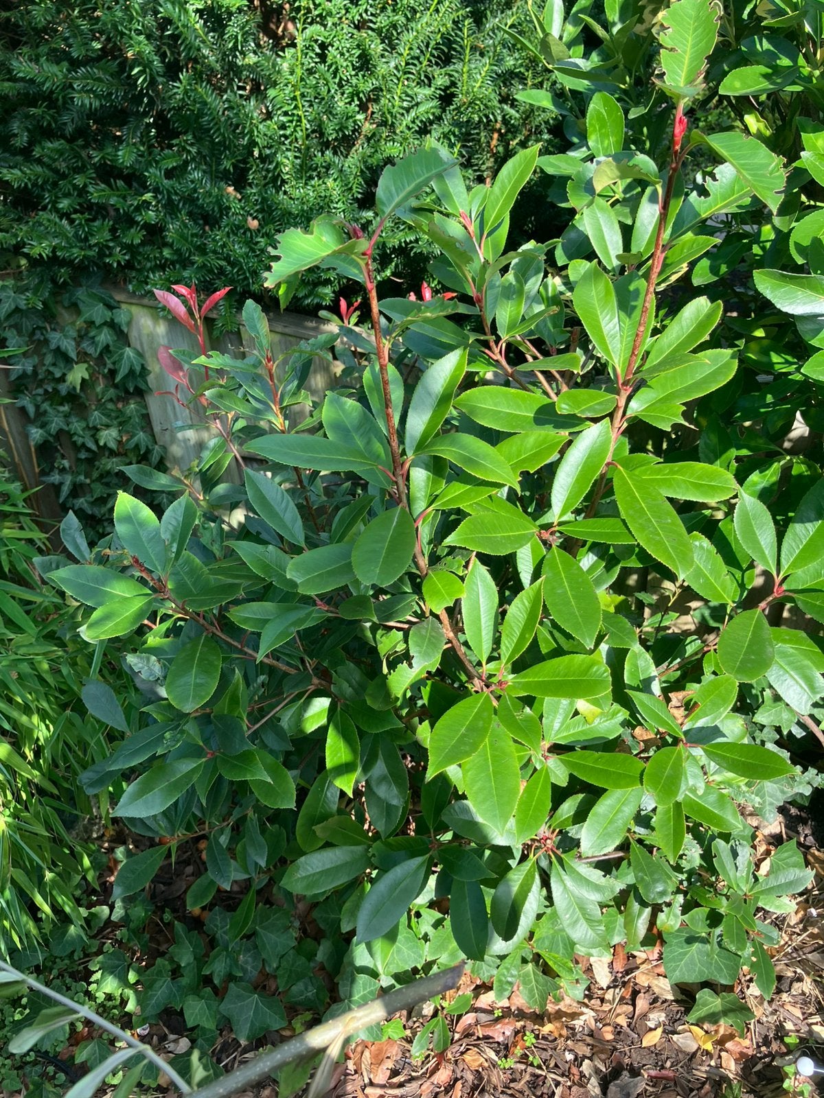 Gratis uit te graven mooie liguster struik, Tuin en Terras, Ophalen, Minder dan 100 cm