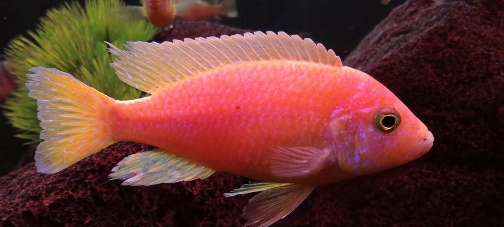 Aulonocara Fire Fish. Malawi cichliden, Dieren en Toebehoren, Vissen | Aquariumvissen, Vis