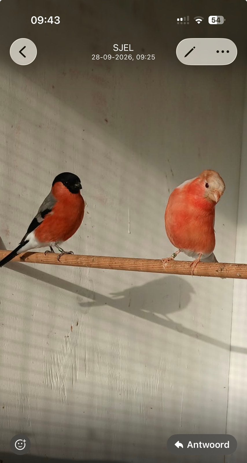 Satinet  goudvinken te koop, Dieren en Toebehoren, Meerdere dieren