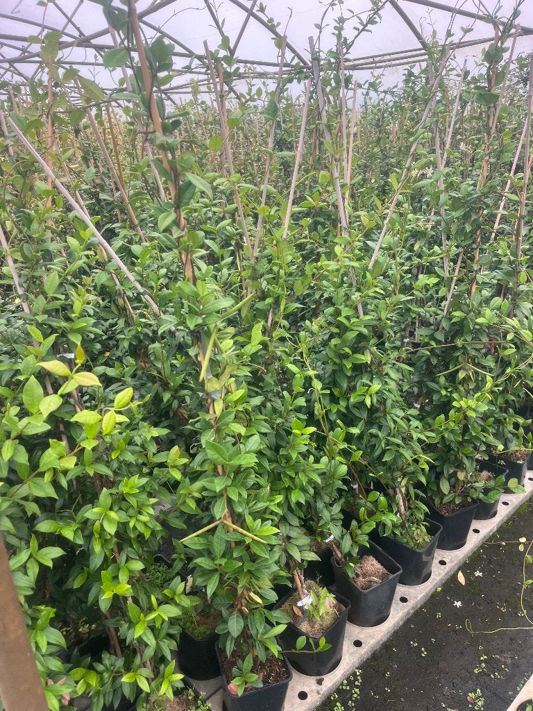 Foto 5 van Toscaanse Jasmijn (Trachelospermum Jasminoides)