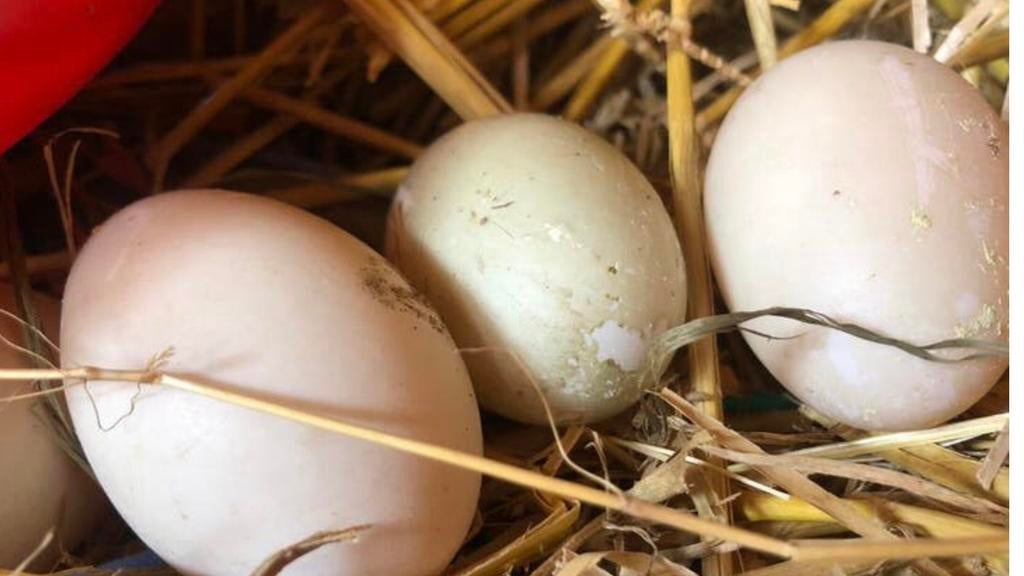Broedeieren indische loopeend, Ophalen, Nieuw, Overige typen