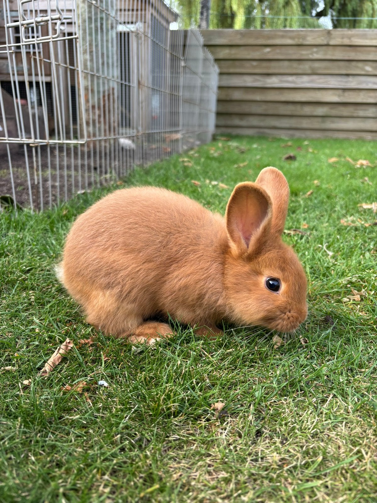 Lieve rode nieuwzeelander jonkies te koop, Dieren en Toebehoren, Konijnen, Meerdere dieren, Groot, 0 tot 2 jaar