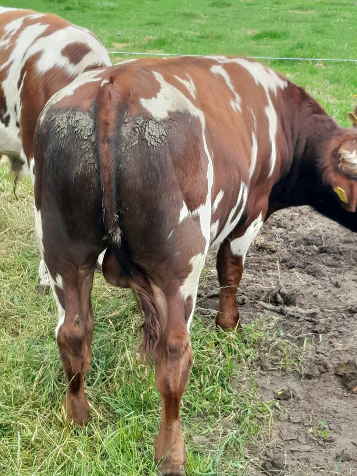 NORMANDIER EN VRB STIER, Dieren en Toebehoren, Runderen, Mannelijk, 0 tot 2 jaar