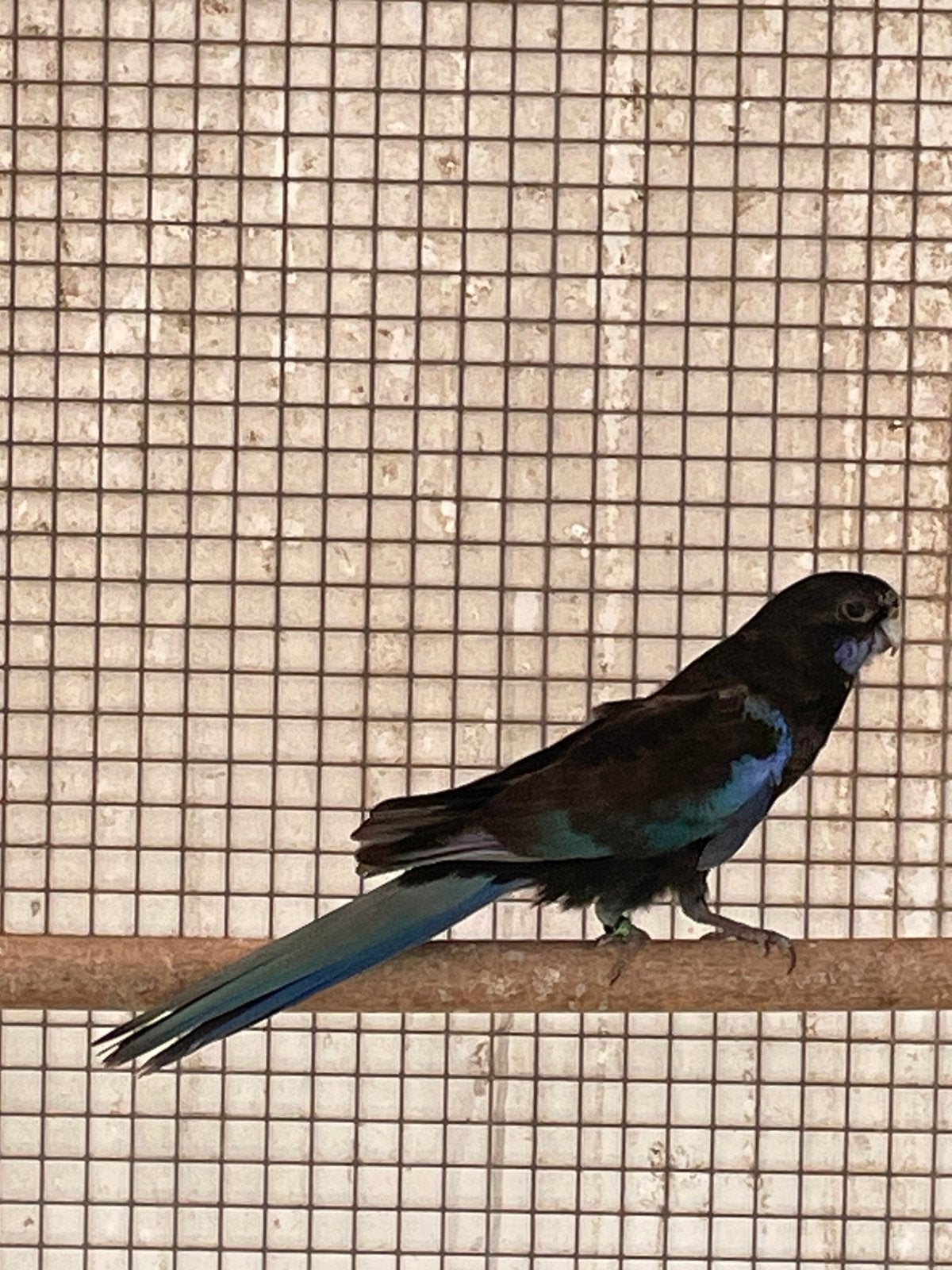Rosella zwarte man 26, Mannelijk, Parkiet, Geringd