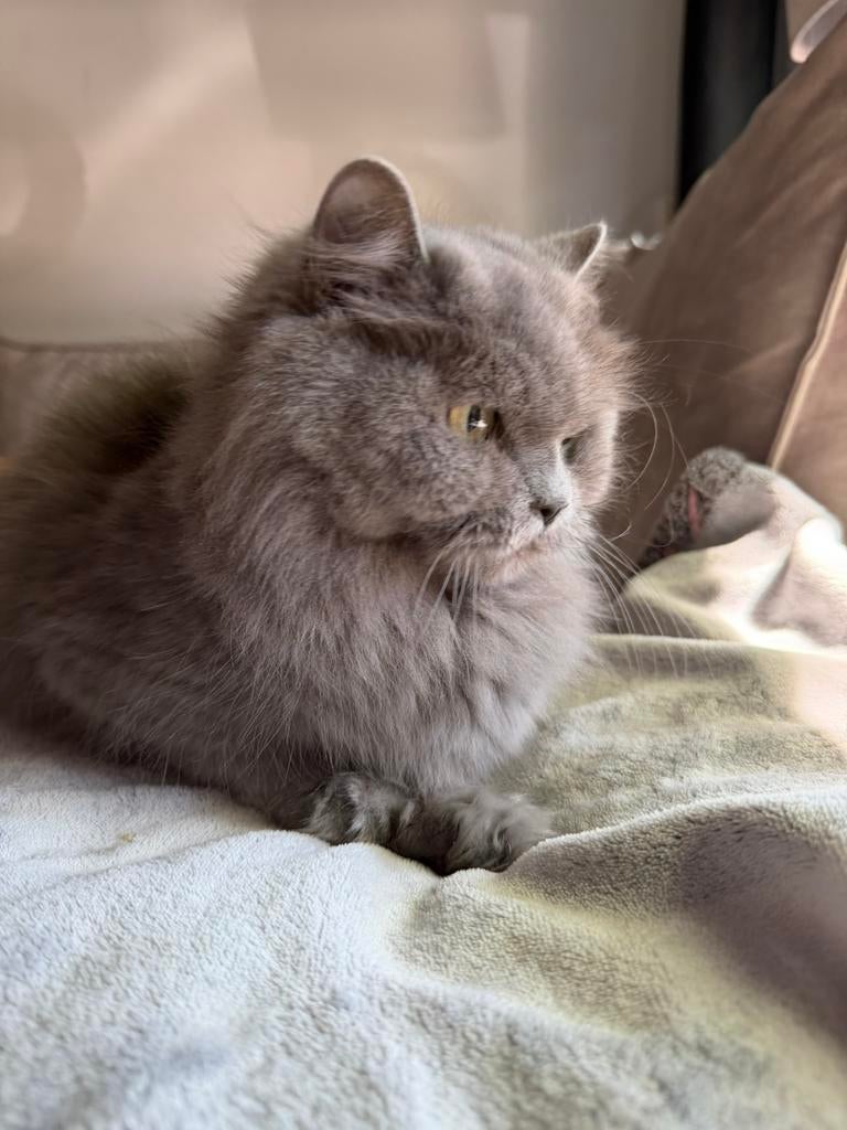 Britselang haar Poes ter adoptie., Poes, Gechipt, 3 tot 5 jaar