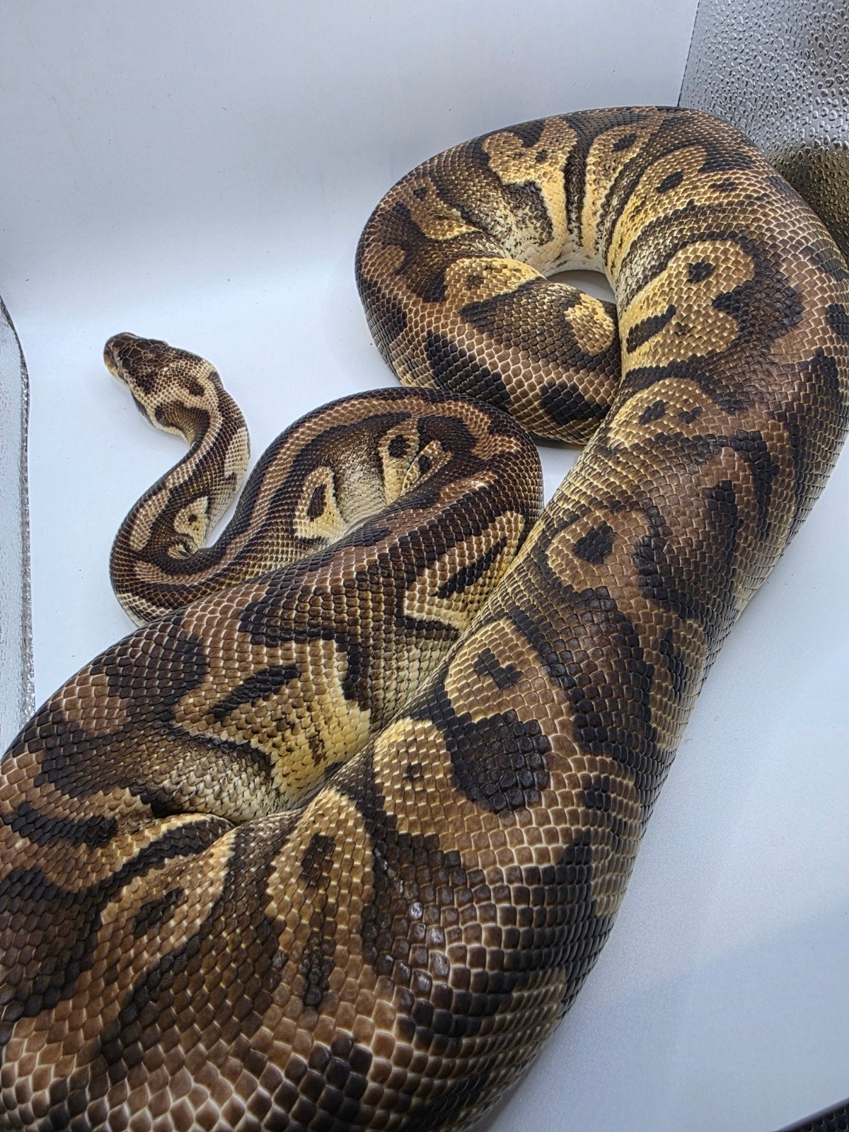 Ballpython- koningspython- python regius