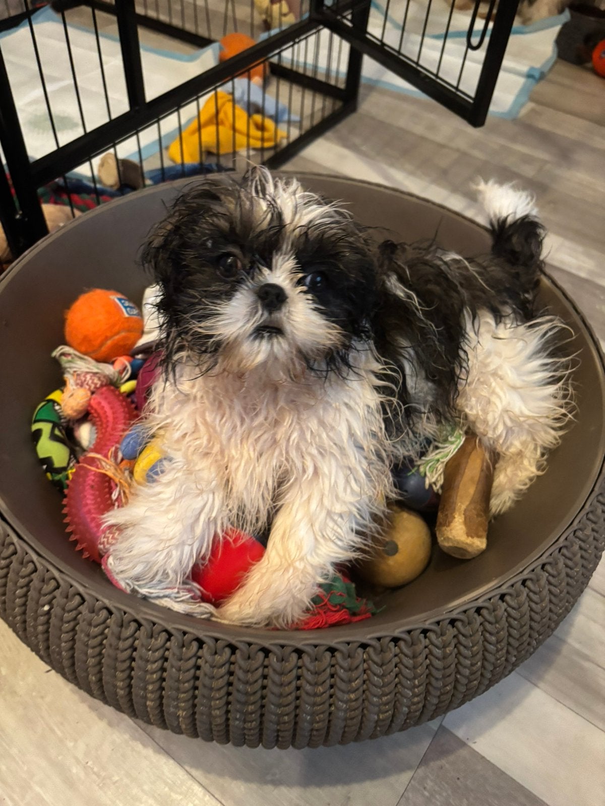 Shih Tzu 3/4 Boomer 1/4 reutje, Particulier, 15 weken tot 1 jaar, Buitenland, Parvo
