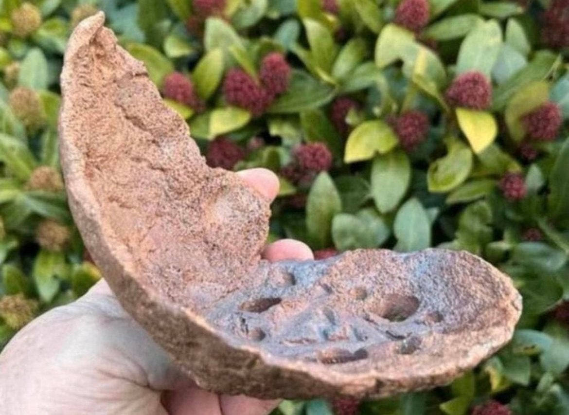 Bonsai Maanschaal handgemaakt door William Vlaanderen., Tuin en Terras, Ophalen of Verzenden, Zo goed als nieuw, Overige vormen