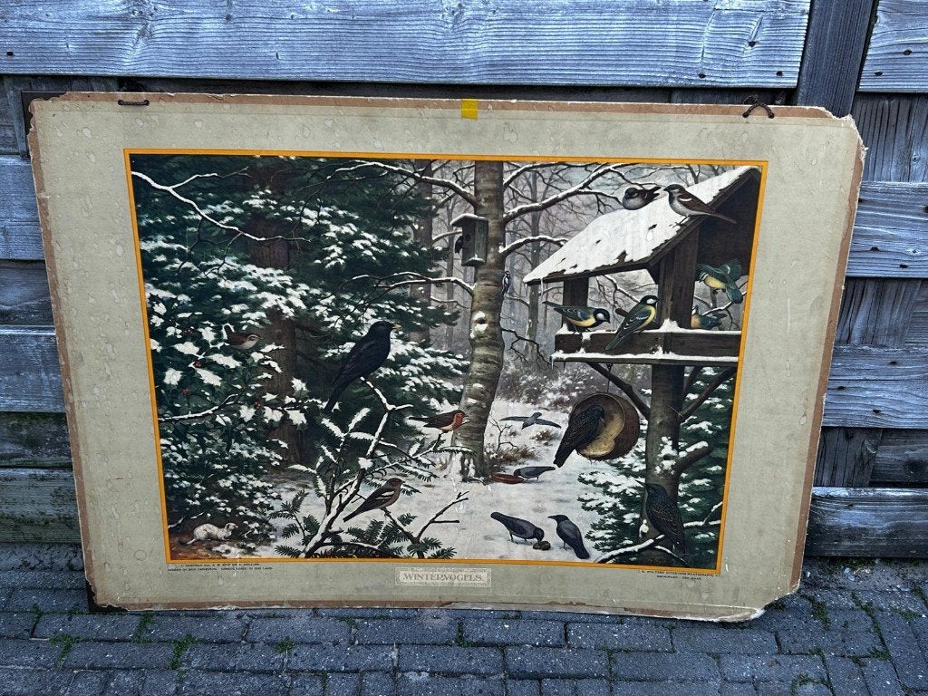 Vogels in de winter, Ophalen of Verzenden, Natuur en Biologie