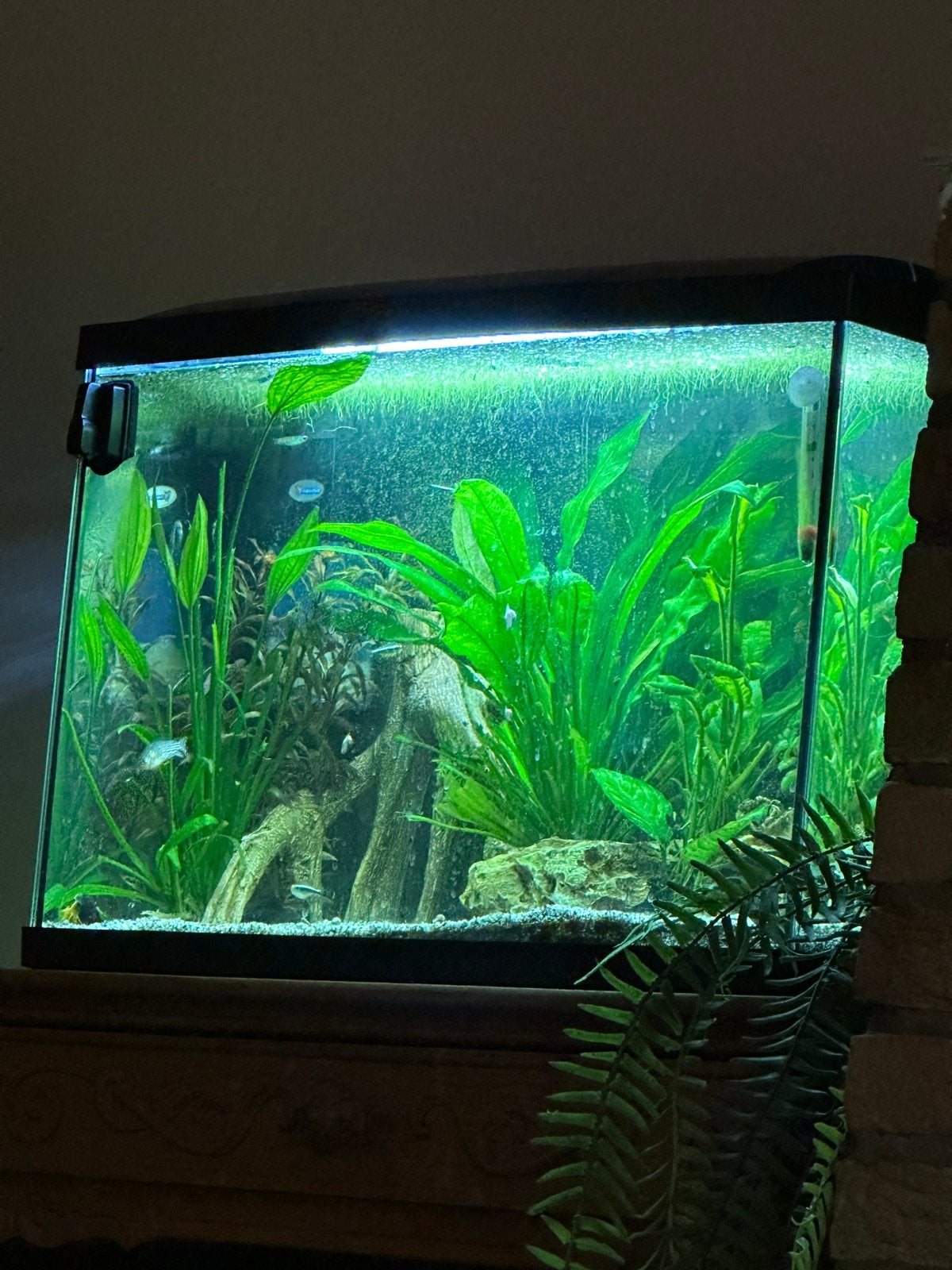 Aquarium met inhoud aangeboden, Ophalen, Superfish, Inclusief toebehoren, Gevuld zoetwateraquarium