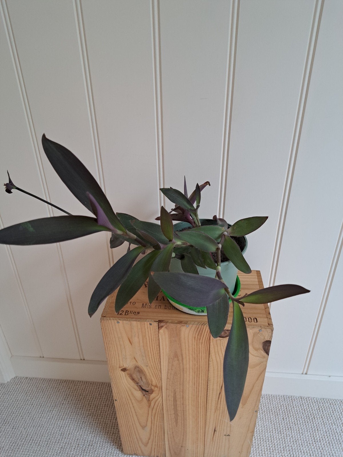 gemakkelijke hangplant, Bloeiende kamerplant, Ophalen, Halfschaduw, Minder dan 100 cm