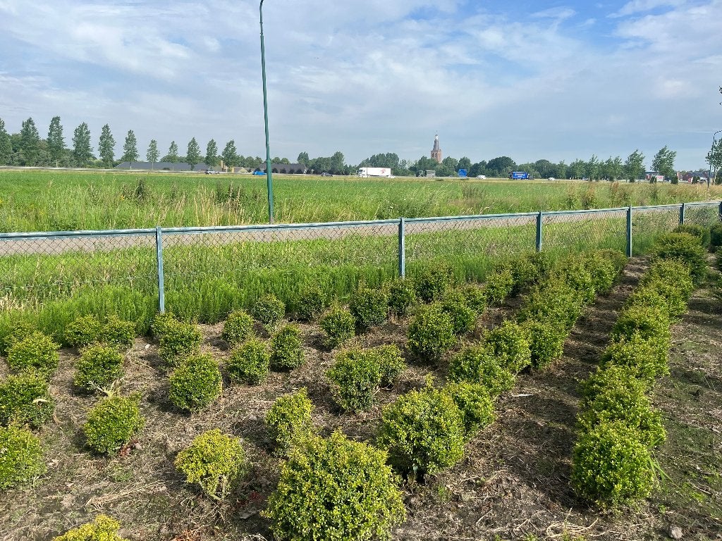 ilex bollen, Tuin en Terras, Ophalen, Overige soorten, Haag, Minder dan 100 cm
