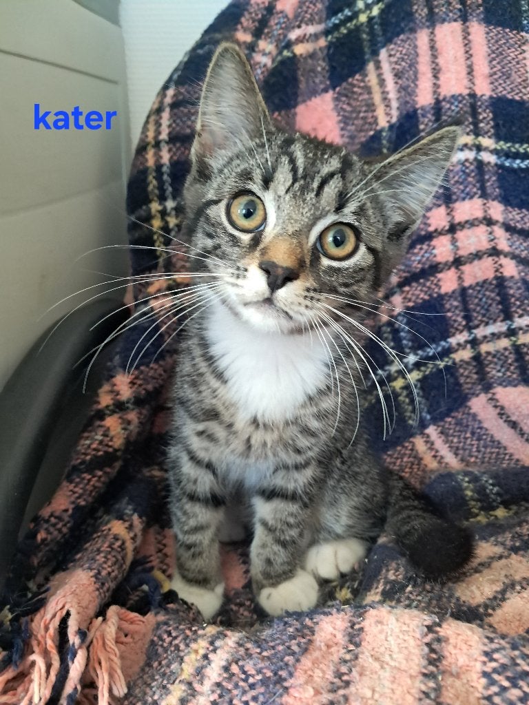 Kittens, Meerdere dieren, Ontwormd, 0 tot 2 jaar