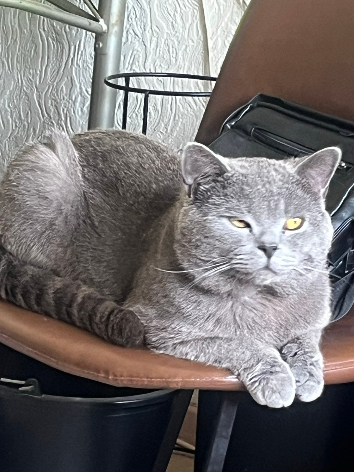 Britse korthaar Kater ter adoptie/Dekkater 2jaar, Kater, Kortharig, 0 tot 2 jaar