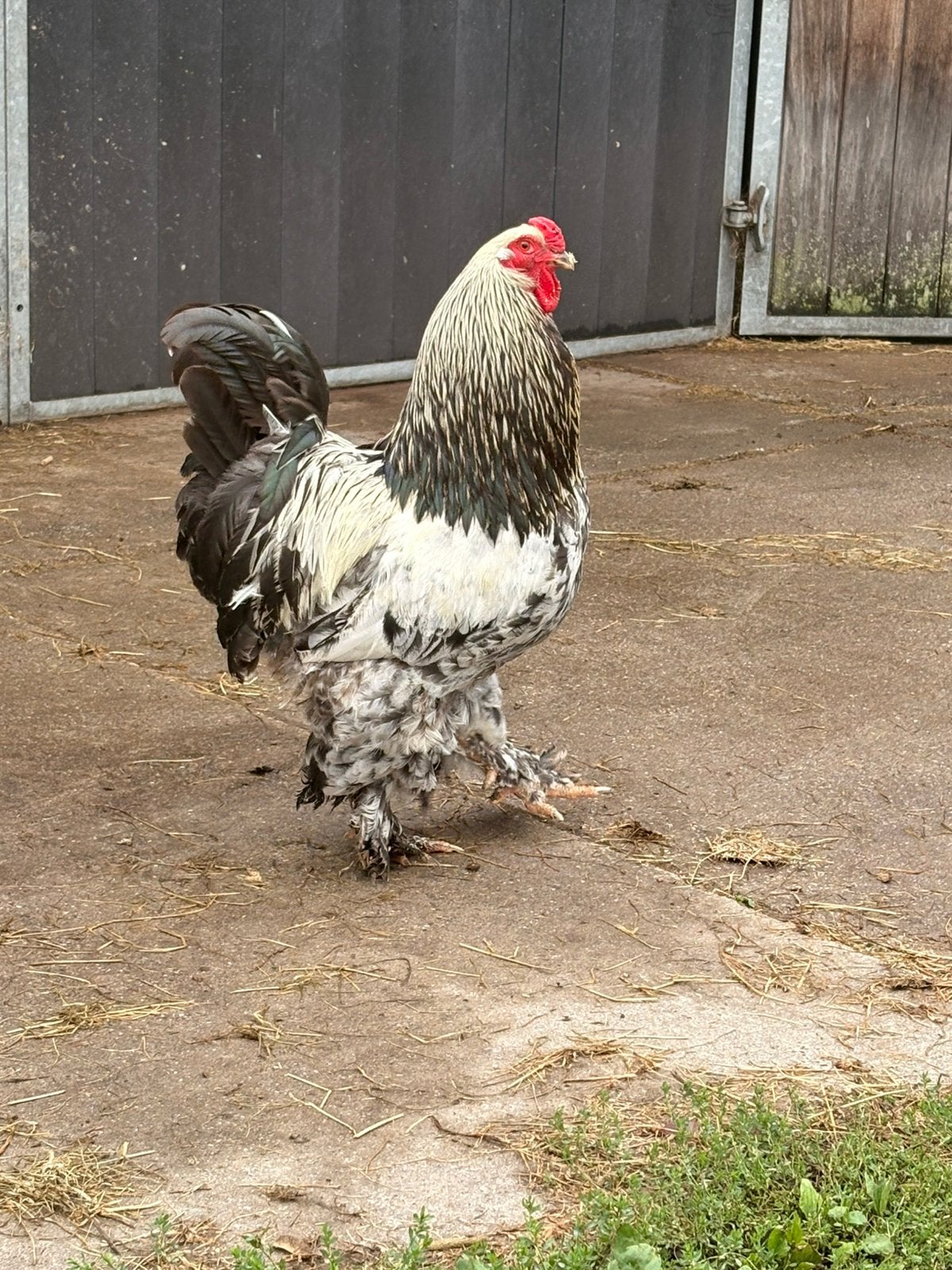 Mooie grote Brahma haan, Dieren en Toebehoren, Pluimvee, Mannelijk, Kip