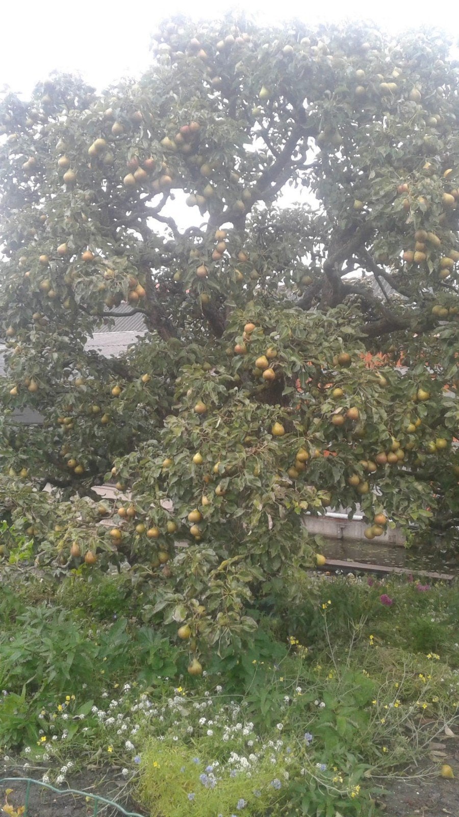 biologische stoofperen, Diversen, Ophalen