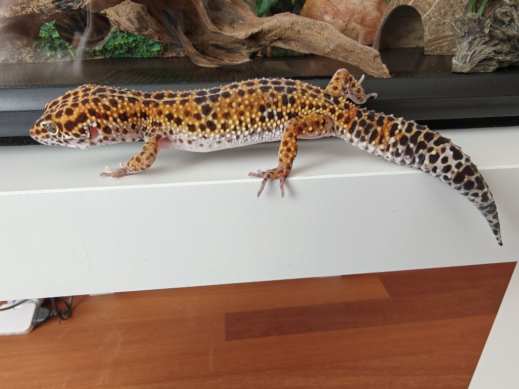 Luipaard gekko inclusief terarrium Leopard Gecko photo 5