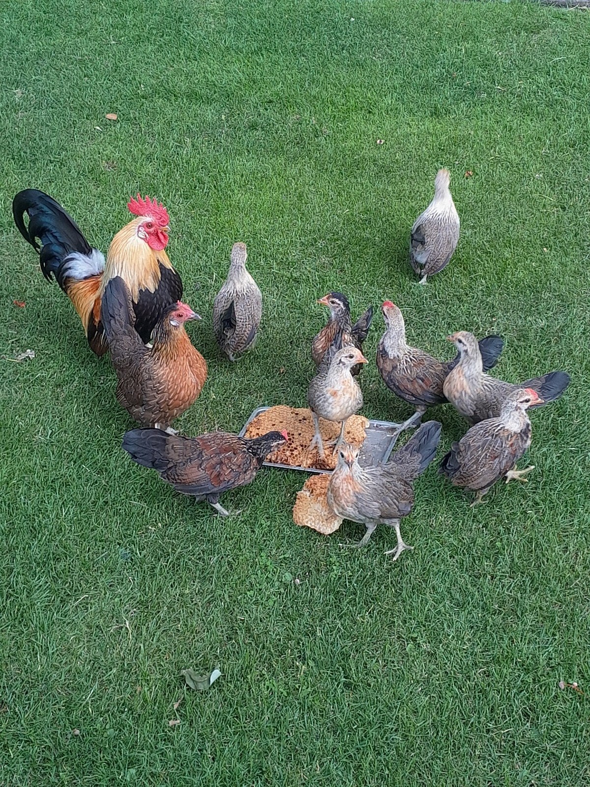 Krielkippen hollandse kriel, Dieren en Toebehoren, Pluimvee, Meerdere dieren, Kip
