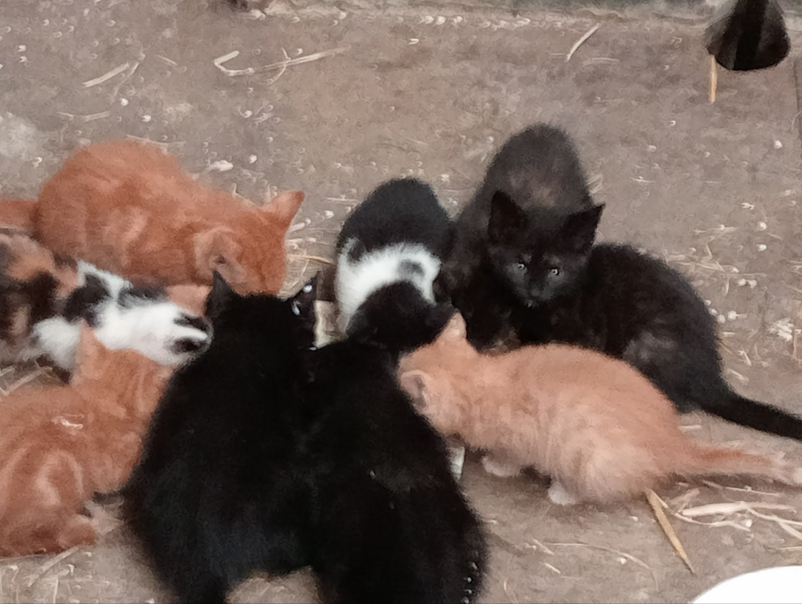 Kittens, Dieren en Toebehoren, Meerdere dieren