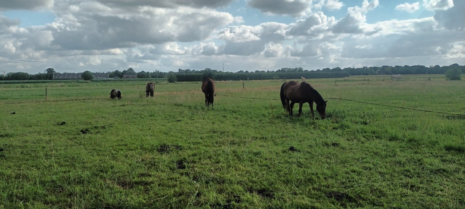 Weidegang, Dieren en Toebehoren, Weidegang