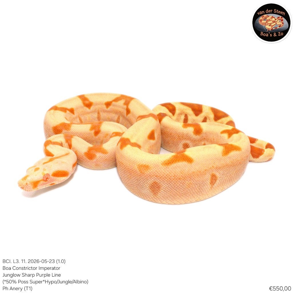 Boa Constrictor Imperator Litter 03 2026 Boa Constrictor photo 11