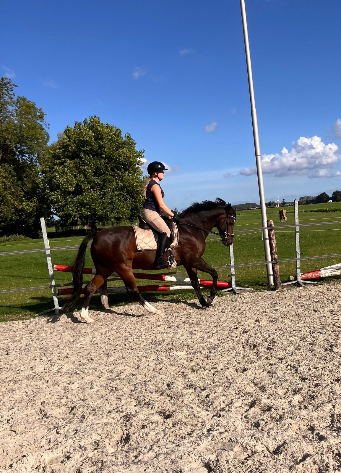 Prachtig lieve en brave Z dressuur E pony, Dieren en Toebehoren, Gechipt, Minder dan 160 cm, Z, Ruin
