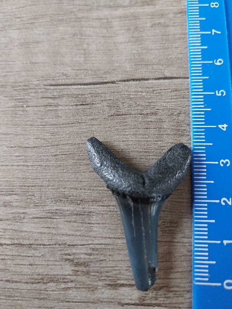 Te koop fossiele haaientand 3,5 centimeter groot, Verzamelen, Ophalen of Verzenden, Fossiel