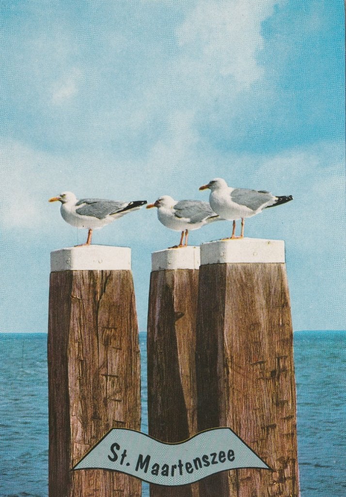 SINT MAARTENSZEE Meeuwen, Verzenden, 1980 tot heden, Ongelopen, Noord-Holland