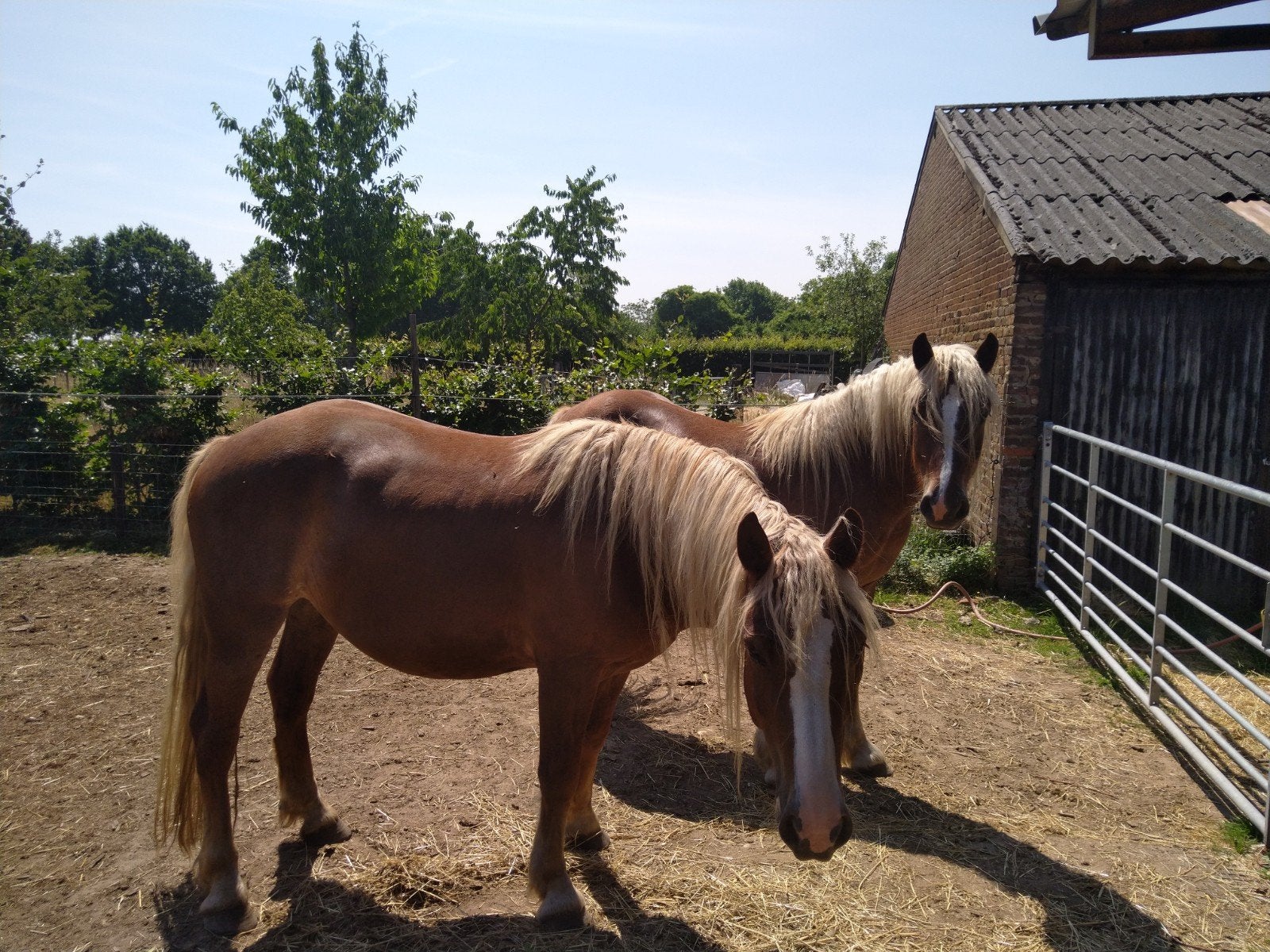 2 Schwarzwalder Fuchsen ,  Schwarzwalder Fuchs, koudbloed p, Minder dan 160 cm, Ruin, 3 tot 6 jaar, Ontwormd
