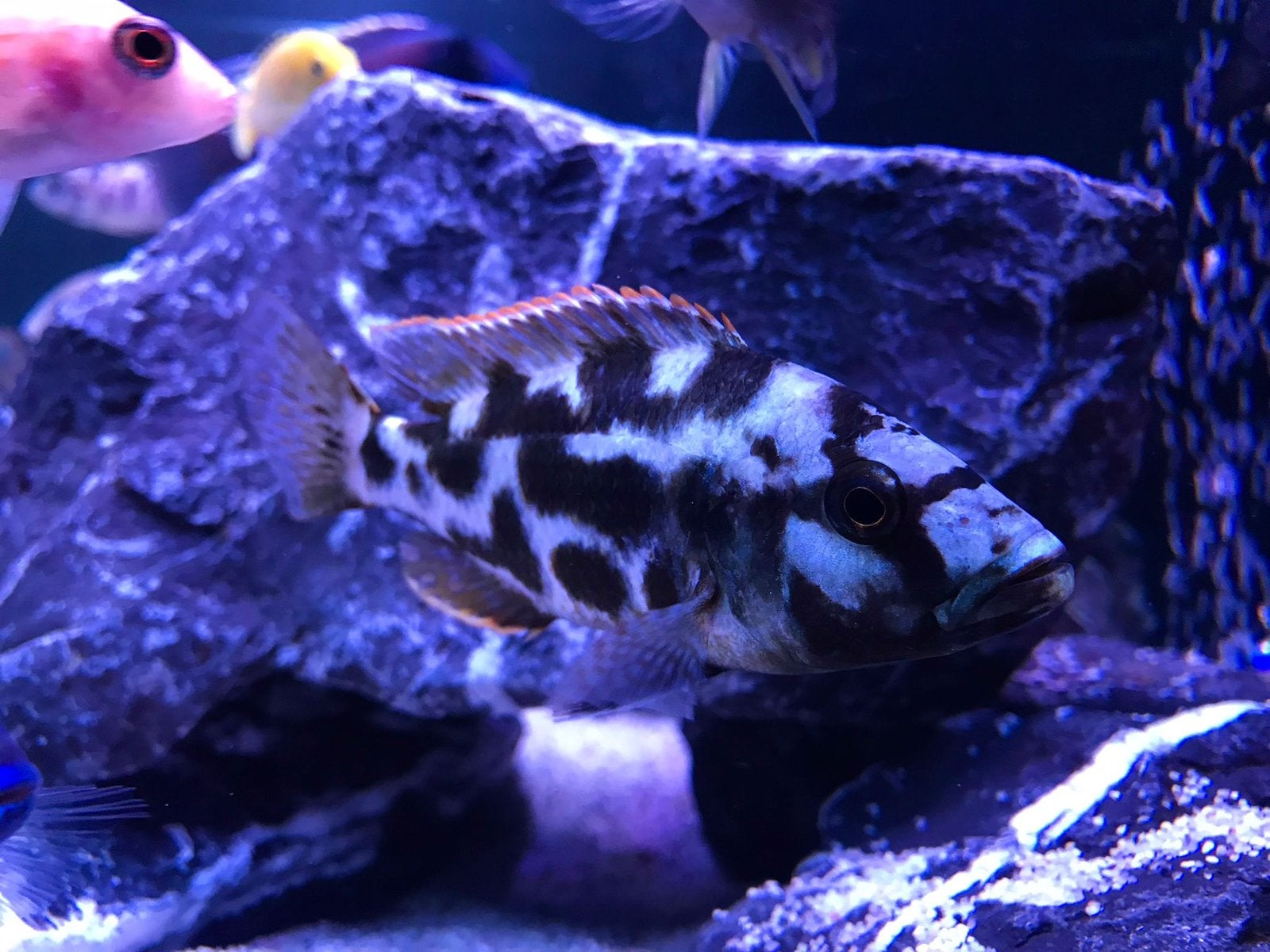 Nimbochromis livingstonii ( malawi cichlide ), Hagedis, 0 tot 2 jaar