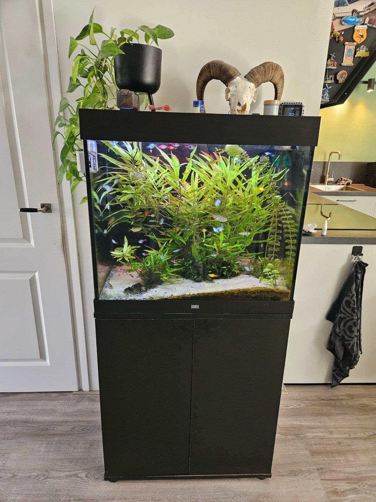 te koop juwel lido 200 evt inclusief vissenbestand, Gebruikt, Ophalen of Verzenden, Gevuld zoetwateraquarium, Inclusief vissen