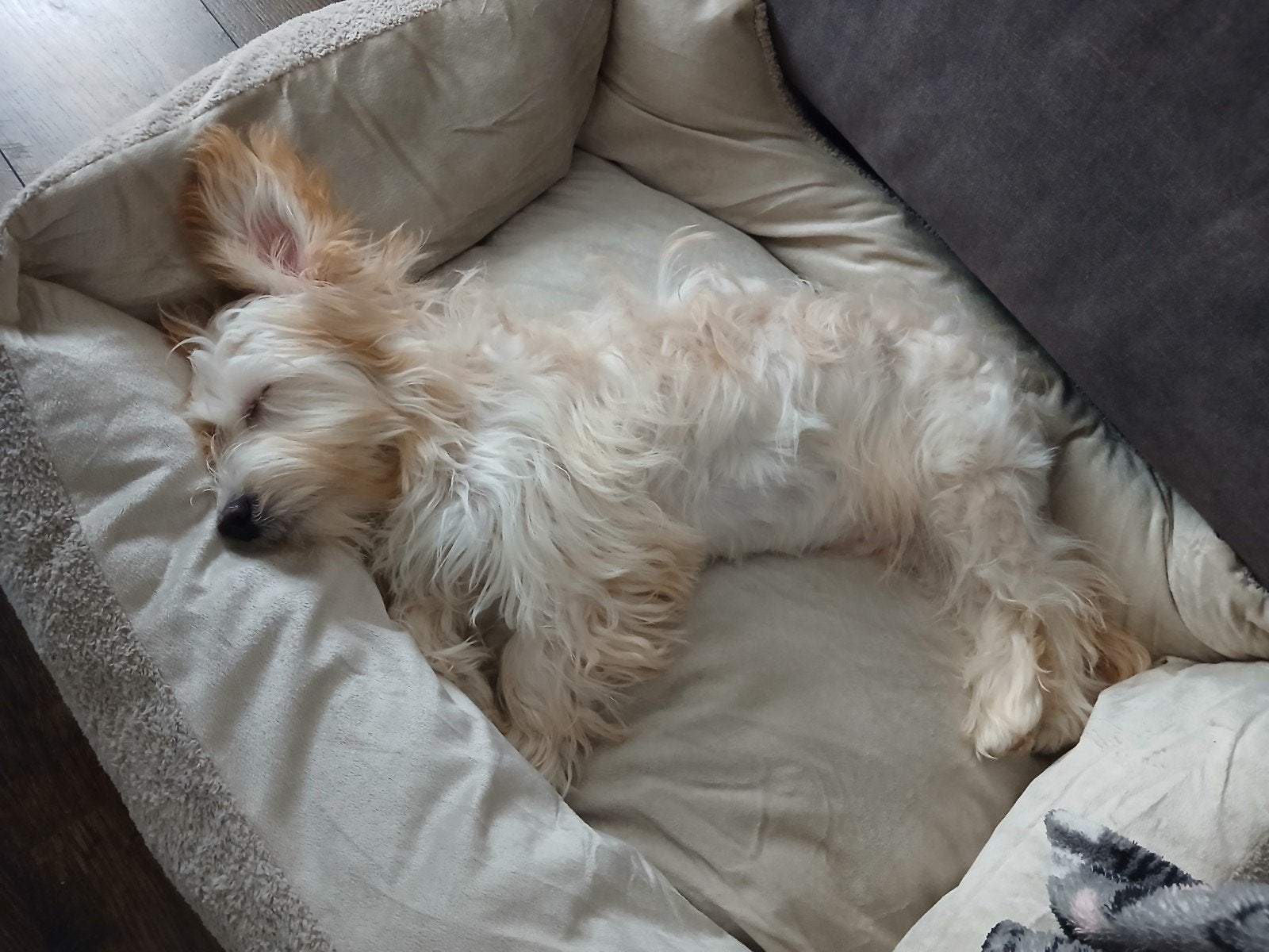maltipoo pup reutje blond/crème kleur, Dieren en Toebehoren, Maltezer, 15 weken tot 1 jaar, Reu, Eén hond