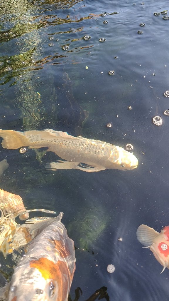 Japanse Ginrin Butterfly., Karper of Koi