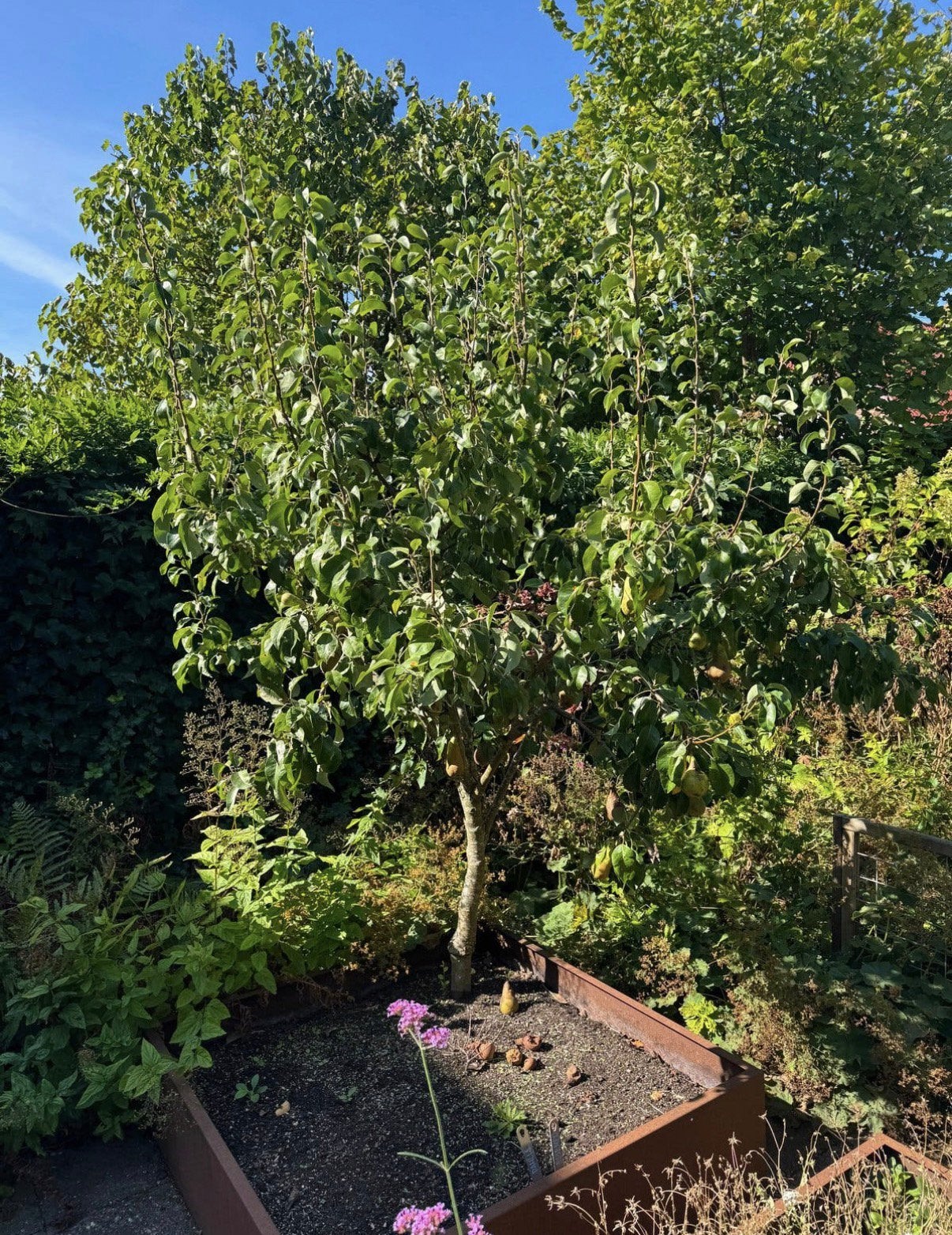 Prachtige perenboom, Tuin en Terras, Ophalen, 250 tot 400 cm, Perenboom