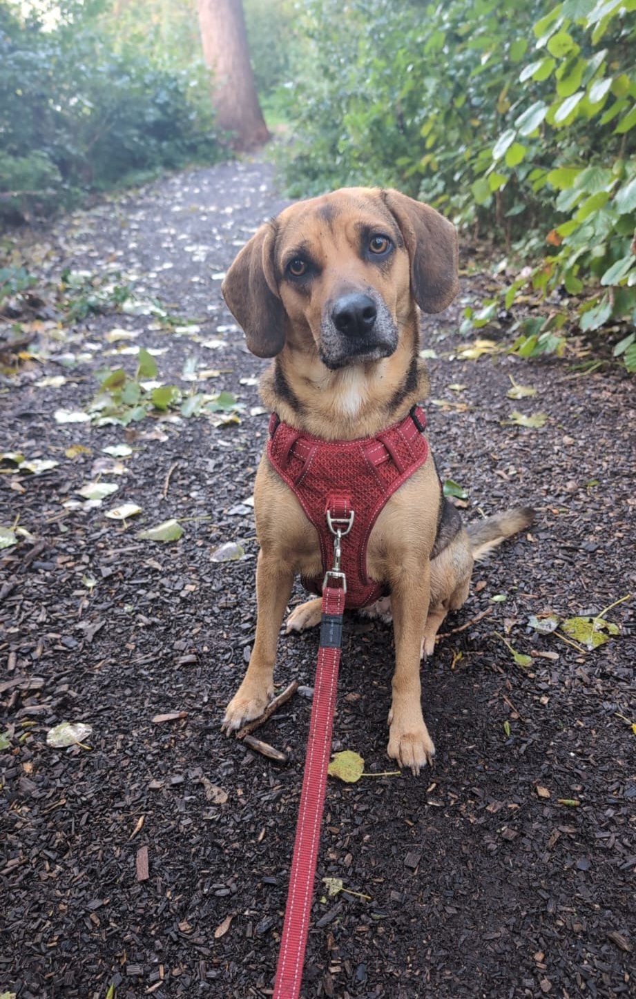 Lieve Beagle-mix Kiki zoekt een nieuw thuis, Dieren en Toebehoren, Honden | Niet-rashonden, 6 jaar of ouder, Rabiës (hondsdolheid)