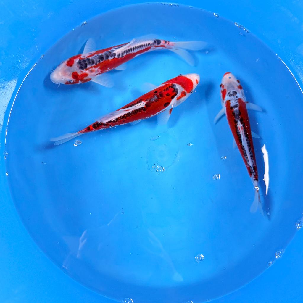 Shusui Tosai | 20-25cm | Kawakami | Japan koi, Dieren en Toebehoren, Karper of Koi