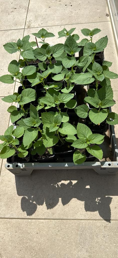 Dropplant - Agastache paars, Ophalen, Overige soorten, Volle zon