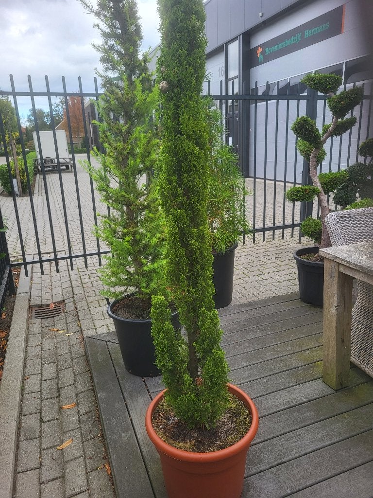 cupressus sempervirens "totem 195 cm, Bloeit niet, Ophalen of Verzenden, 100 tot 250 cm, Zuilboom