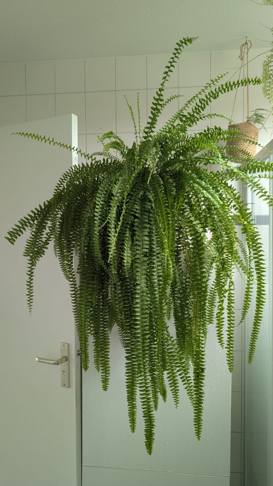 Grote en weelderige Boston Varen (Nephrolepis Exaltata), Ophalen, 100 tot 150 cm, Overige soorten, Halfschaduw