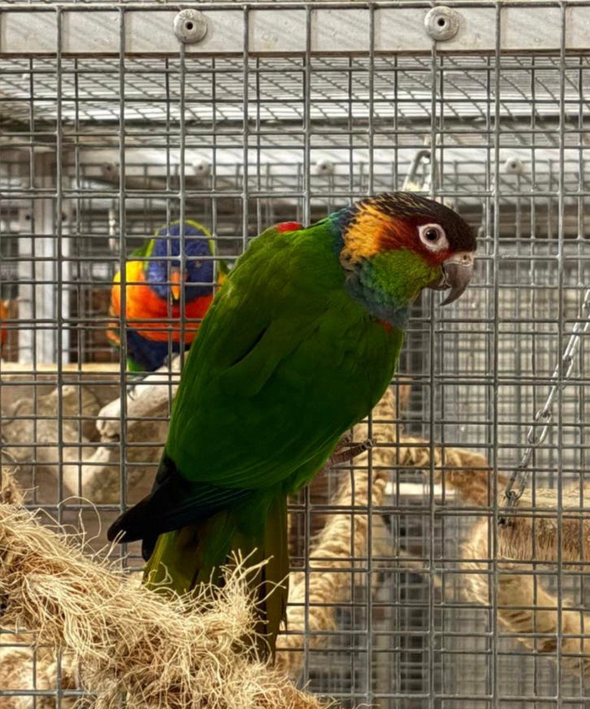 Koppel pyrrhura cruentata & pineapple, Dieren en Toebehoren, Meerdere dieren, Parkiet