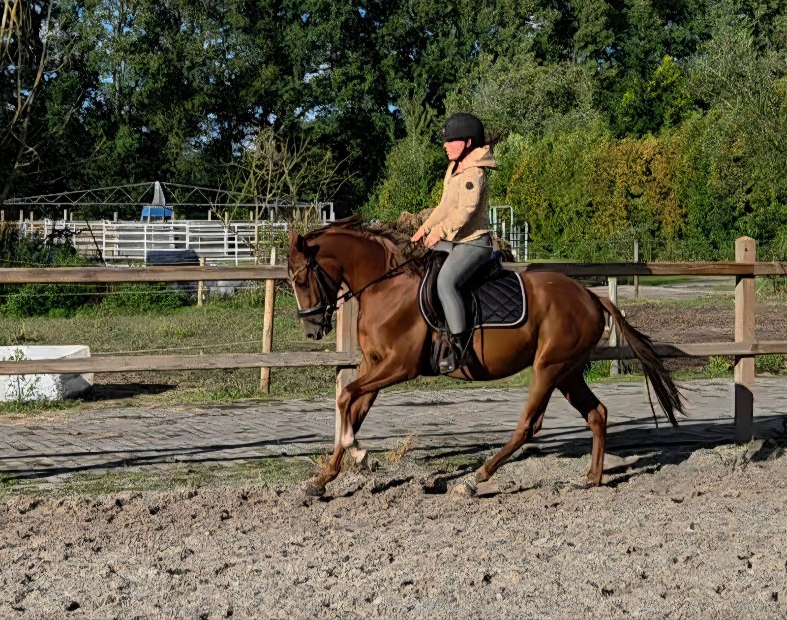 Zeer knappe D pony, Dieren en Toebehoren, Pony's, Ruin, D pony (1.37m tot 1.48m), 3 tot 6 jaar