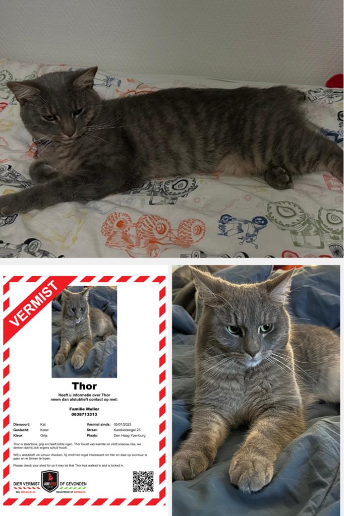Onze kater VERMIST!
