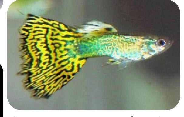 Baby guppy’s, Vis