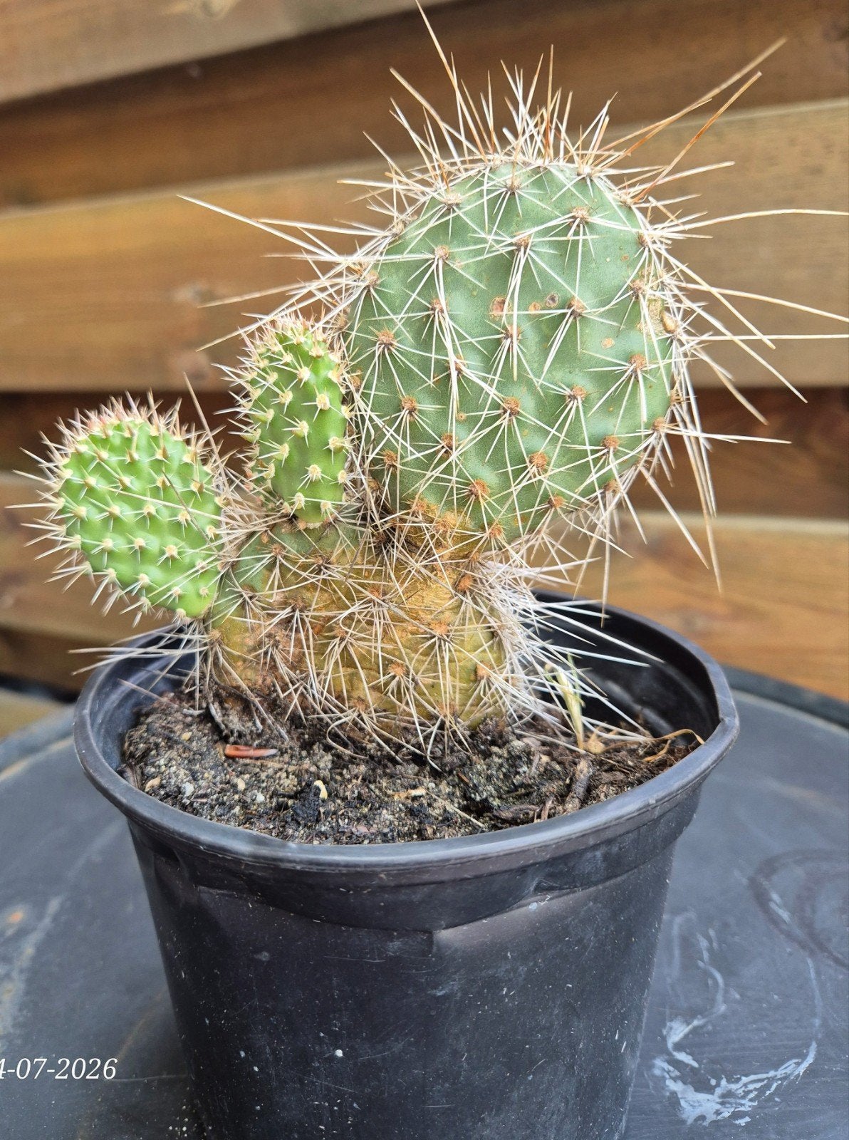 Opuntia Polyacantha, schijfcactus winterhard, Tuin en Terras, Planten | Tuinplanten, Ophalen of Verzenden, Overige soorten, Volle zon